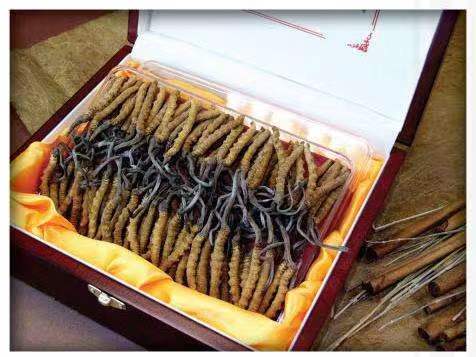 黔西南冬虫夏草回收